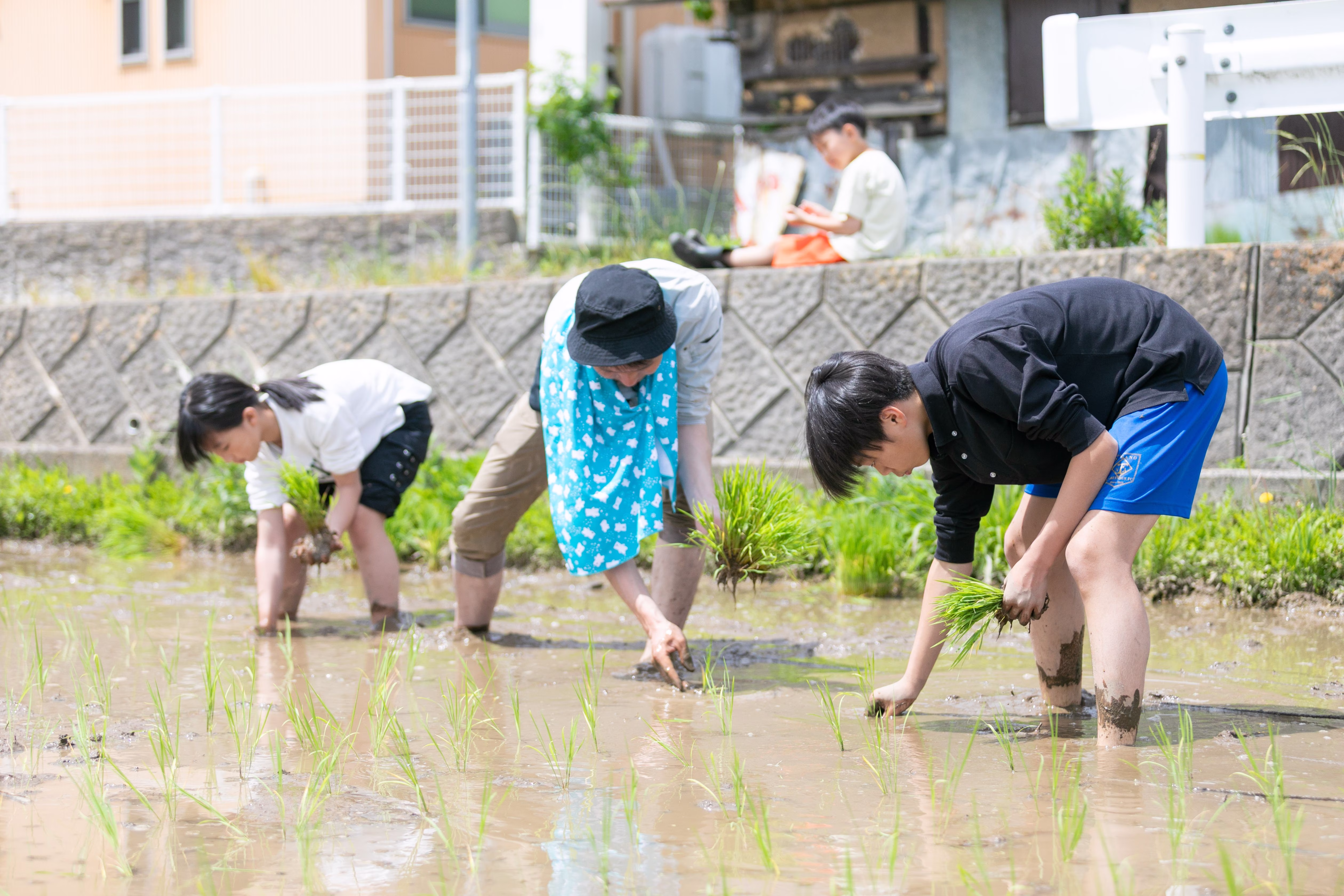 田植え・稲刈り体験